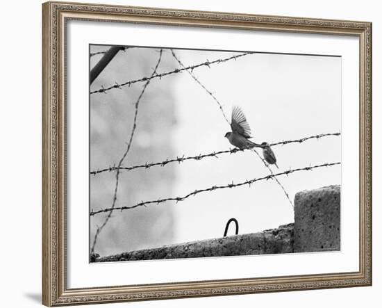 Sparrow Landing on Barbed Wire Atop the Berlin Wall-Paul Schutzer-Framed Photographic Print