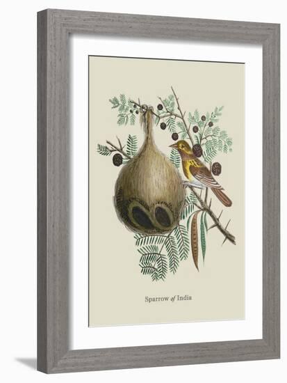 Sparrow of India-J. Forbes-Framed Art Print