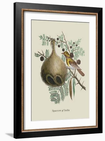 Sparrow of India-J. Forbes-Framed Art Print