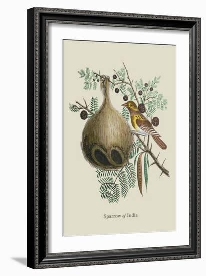 Sparrow of India-J. Forbes-Framed Art Print