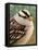 Sparrow-James W. Johnson-Framed Premier Image Canvas