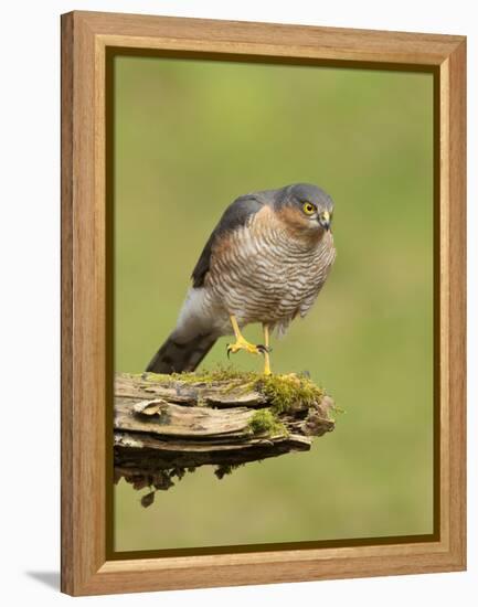 Sparrowhawk (Accipiter Nisus) Adult Male. Scotland, UK, February-Mark Hamblin-Framed Premier Image Canvas