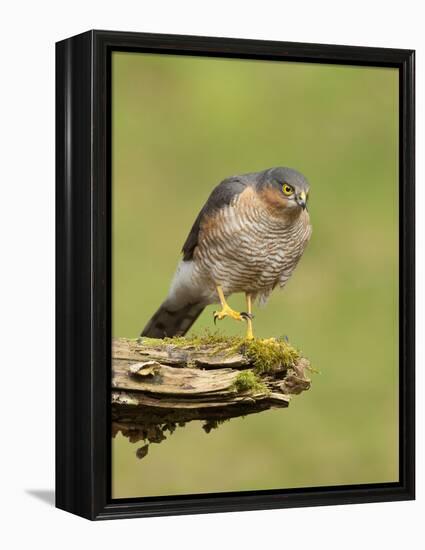 Sparrowhawk (Accipiter Nisus) Adult Male. Scotland, UK, February-Mark Hamblin-Framed Premier Image Canvas