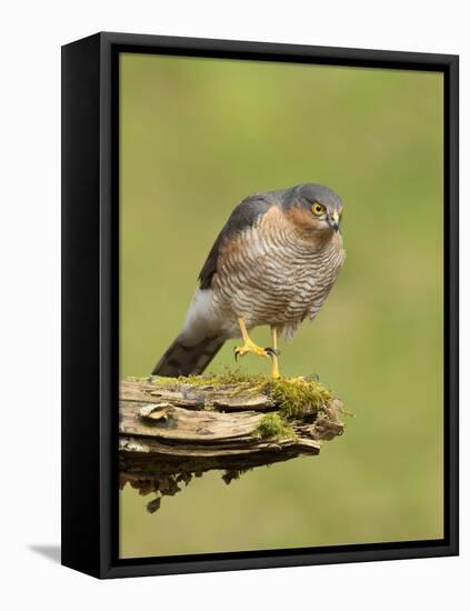 Sparrowhawk (Accipiter Nisus) Adult Male. Scotland, UK, February-Mark Hamblin-Framed Premier Image Canvas