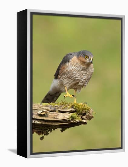 Sparrowhawk (Accipiter Nisus) Adult Male. Scotland, UK, February-Mark Hamblin-Framed Premier Image Canvas