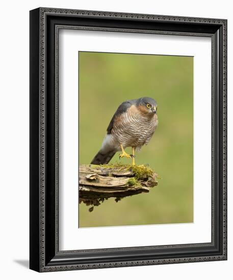 Sparrowhawk (Accipiter Nisus) Adult Male. Scotland, UK, February-Mark Hamblin-Framed Photographic Print