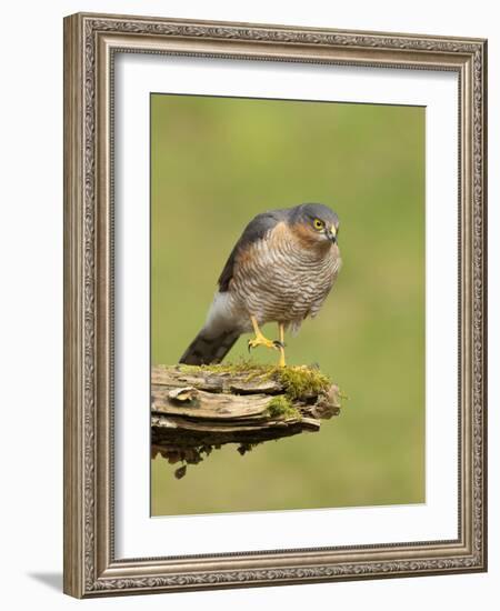 Sparrowhawk (Accipiter Nisus) Adult Male. Scotland, UK, February-Mark Hamblin-Framed Photographic Print