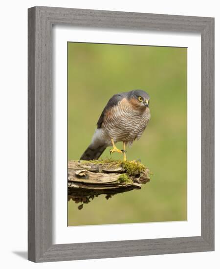 Sparrowhawk (Accipiter Nisus) Adult Male. Scotland, UK, February-Mark Hamblin-Framed Photographic Print