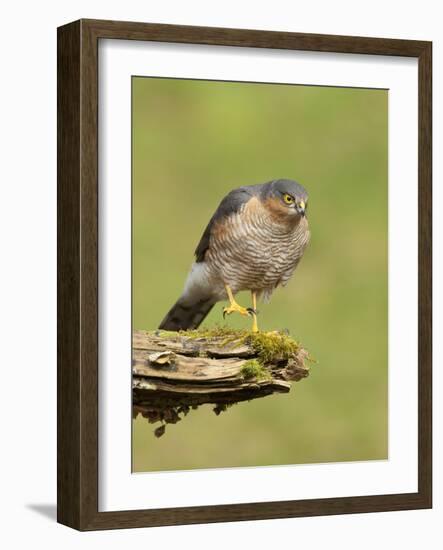 Sparrowhawk (Accipiter Nisus) Adult Male. Scotland, UK, February-Mark Hamblin-Framed Photographic Print