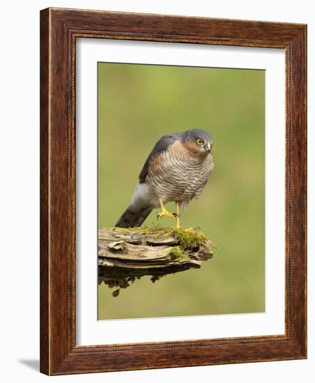 Sparrowhawk (Accipiter Nisus) Adult Male. Scotland, UK, February-Mark Hamblin-Framed Photographic Print