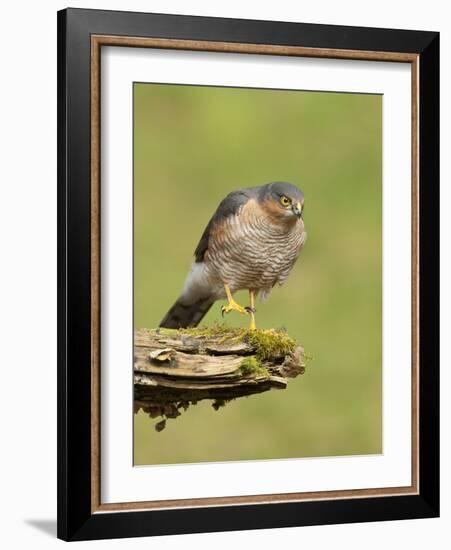 Sparrowhawk (Accipiter Nisus) Adult Male. Scotland, UK, February-Mark Hamblin-Framed Photographic Print