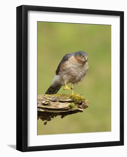 Sparrowhawk (Accipiter Nisus) Adult Male. Scotland, UK, February-Mark Hamblin-Framed Photographic Print