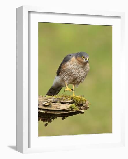 Sparrowhawk (Accipiter Nisus) Adult Male. Scotland, UK, February-Mark Hamblin-Framed Photographic Print