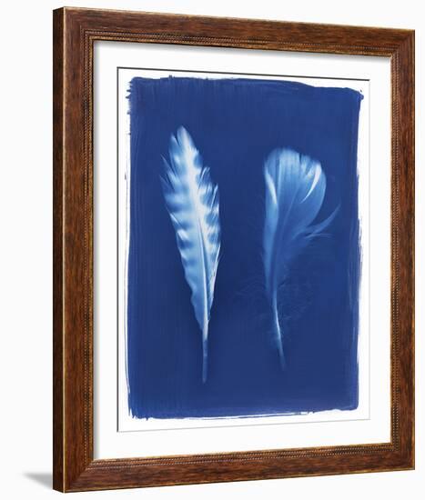 Sparrowhawk Feathers-Sarah Cheyne-Framed Giclee Print