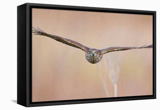 Sparrowhawk juvenile flying, Parainen Uto, Finland-Markus Varesvuo-Framed Premier Image Canvas