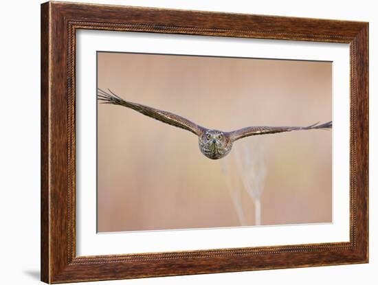 Sparrowhawk juvenile flying, Parainen Uto, Finland-Markus Varesvuo-Framed Photographic Print