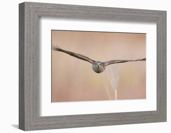 Sparrowhawk juvenile flying, Parainen Uto, Finland-Markus Varesvuo-Framed Photographic Print