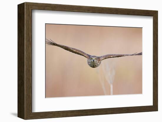 Sparrowhawk juvenile flying, Parainen Uto, Finland-Markus Varesvuo-Framed Photographic Print