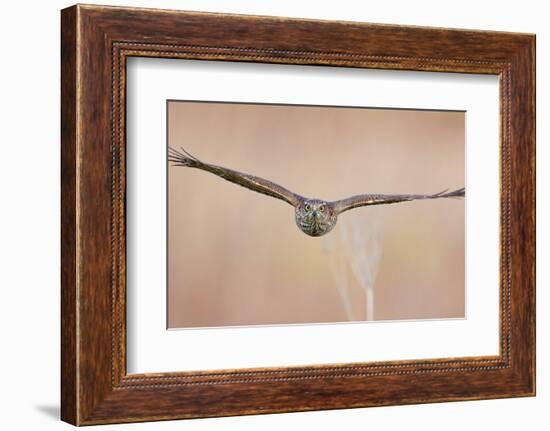 Sparrowhawk juvenile flying, Parainen Uto, Finland-Markus Varesvuo-Framed Photographic Print