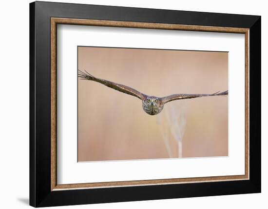 Sparrowhawk juvenile flying, Parainen Uto, Finland-Markus Varesvuo-Framed Photographic Print