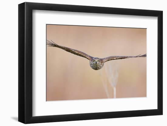 Sparrowhawk juvenile flying, Parainen Uto, Finland-Markus Varesvuo-Framed Photographic Print