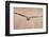 Sparrowhawk juvenile flying, Parainen Uto, Finland-Markus Varesvuo-Framed Photographic Print