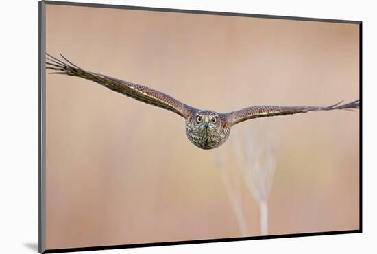 Sparrowhawk juvenile flying, Parainen Uto, Finland-Markus Varesvuo-Mounted Photographic Print