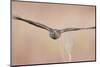 Sparrowhawk juvenile flying, Parainen Uto, Finland-Markus Varesvuo-Mounted Photographic Print