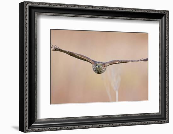 Sparrowhawk juvenile flying, Parainen Uto, Finland-Markus Varesvuo-Framed Photographic Print