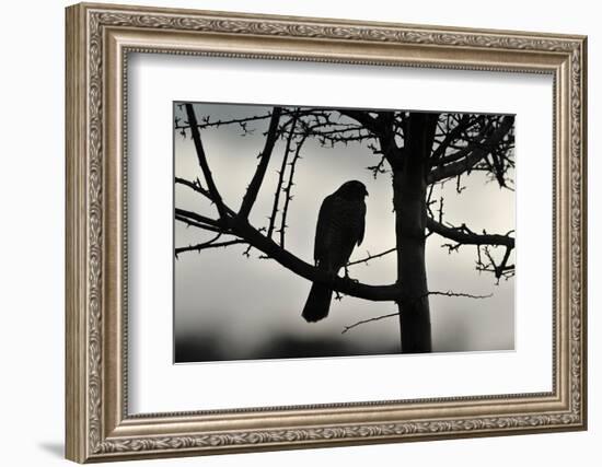 Sparrowhawk silhouetted, perched in hedgerow, Scotland-Laurie Campbell-Framed Photographic Print