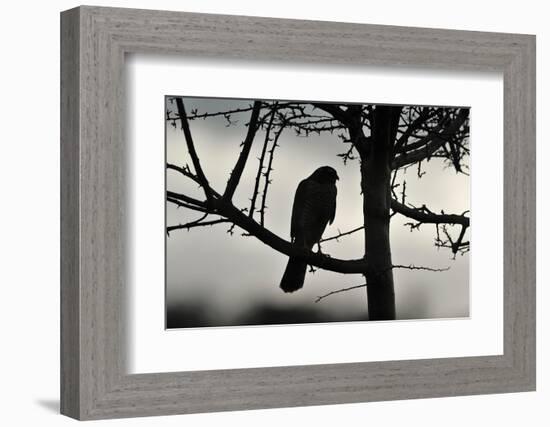 Sparrowhawk silhouetted, perched in hedgerow, Scotland-Laurie Campbell-Framed Photographic Print