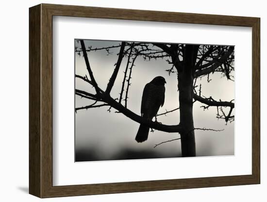 Sparrowhawk silhouetted, perched in hedgerow, Scotland-Laurie Campbell-Framed Photographic Print