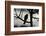 Sparrowhawk silhouetted, perched in hedgerow, Scotland-Laurie Campbell-Framed Photographic Print