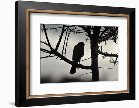 Sparrowhawk silhouetted, perched in hedgerow, Scotland-Laurie Campbell-Framed Photographic Print