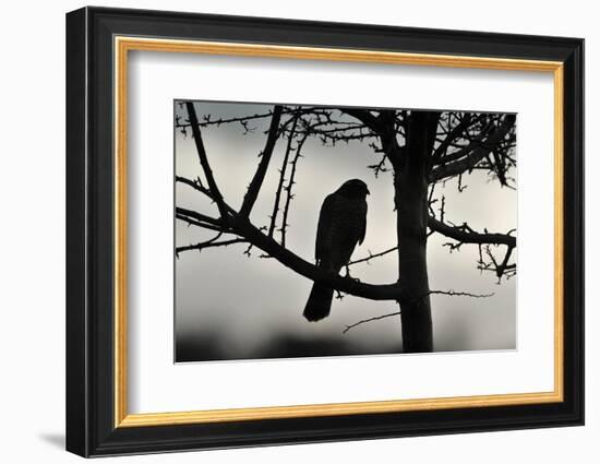 Sparrowhawk silhouetted, perched in hedgerow, Scotland-Laurie Campbell-Framed Photographic Print