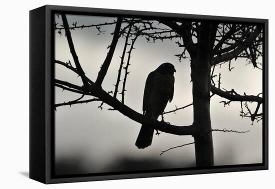 Sparrowhawk silhouetted, perched in hedgerow, Scotland-Laurie Campbell-Framed Premier Image Canvas