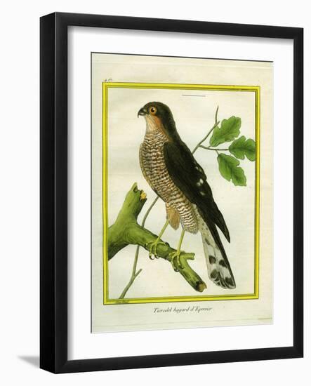 Sparrowhawk-Georges-Louis Buffon-Framed Giclee Print