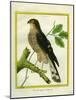 Sparrowhawk-Georges-Louis Buffon-Mounted Giclee Print