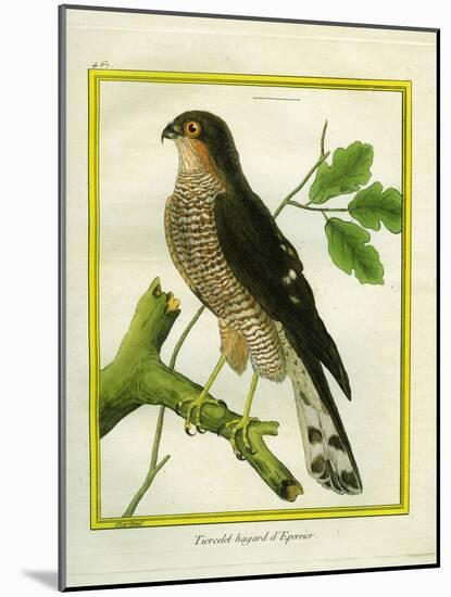 Sparrowhawk-Georges-Louis Buffon-Mounted Giclee Print