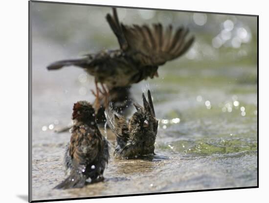 Sparrows Bathe in Puddles at the Moscow Red Square-null-Mounted Photographic Print