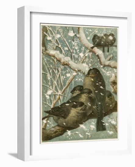 Sparrows in the Snow-English School-Framed Giclee Print
