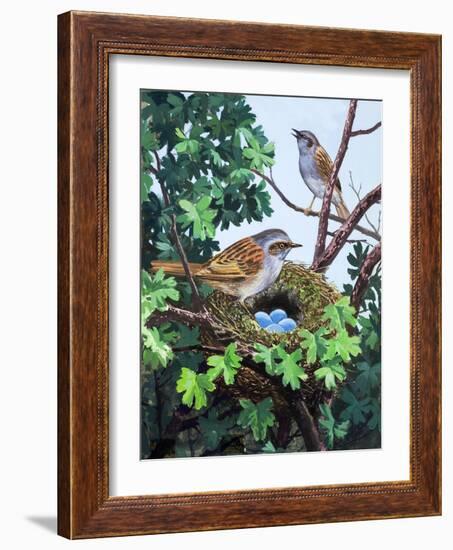 Sparrows Nest-null-Framed Giclee Print