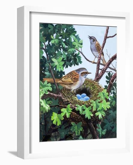 Sparrows Nest-null-Framed Giclee Print