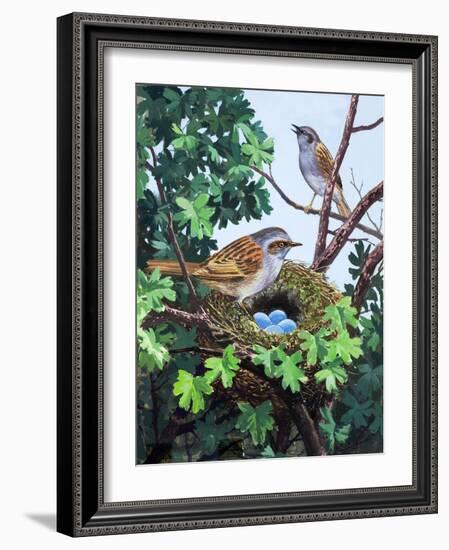 Sparrows Nest-null-Framed Giclee Print
