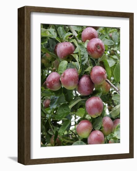 spartan' Apples on Apple Tree Norfolk, UK-Gary Smith-Framed Photographic Print