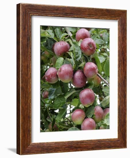 spartan' Apples on Apple Tree Norfolk, UK-Gary Smith-Framed Photographic Print