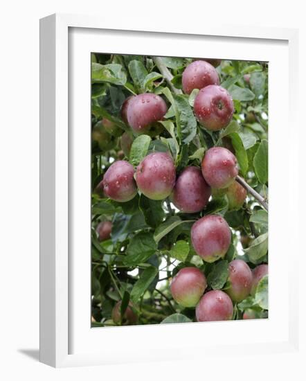 spartan' Apples on Apple Tree Norfolk, UK-Gary Smith-Framed Photographic Print