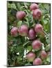 spartan' Apples on Apple Tree Norfolk, UK-Gary Smith-Mounted Photographic Print