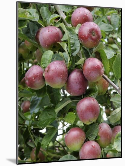 spartan' Apples on Apple Tree Norfolk, UK-Gary Smith-Mounted Photographic Print