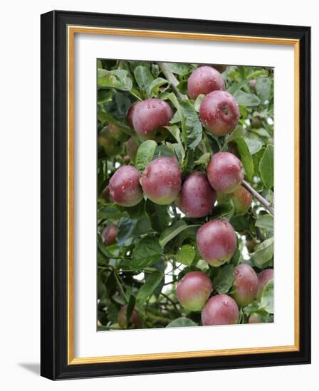 spartan' Apples on Apple Tree Norfolk, UK-Gary Smith-Framed Photographic Print